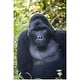 mountain gorilla images